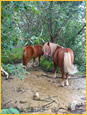 poneys masfranc chambres d'hôtes